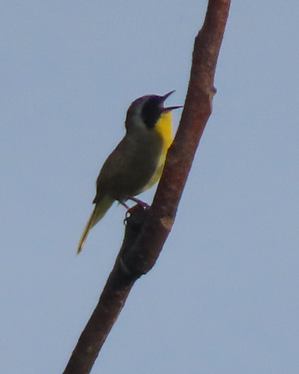 Common Yellowthroat - ML638329591