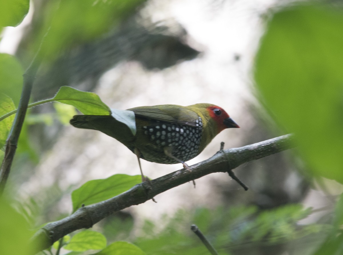 Green-backed Twinspot - ML638329592