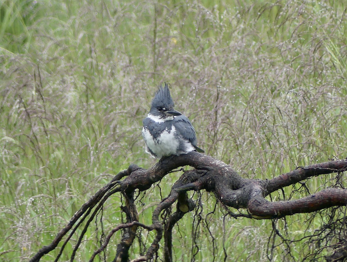 Belted Kingfisher - ML638329593
