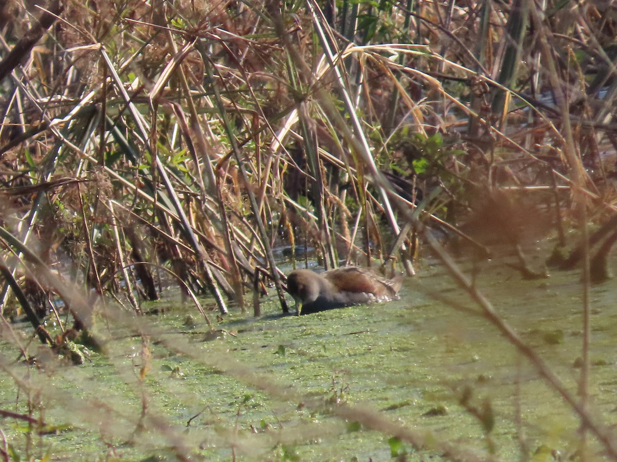 Spot-flanked Gallinule - ML638329600