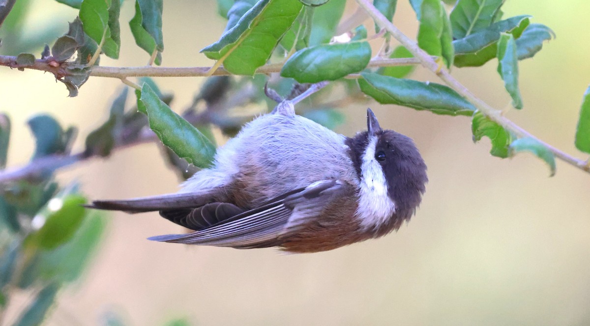Chestnut-backed Chickadee - ML638329601