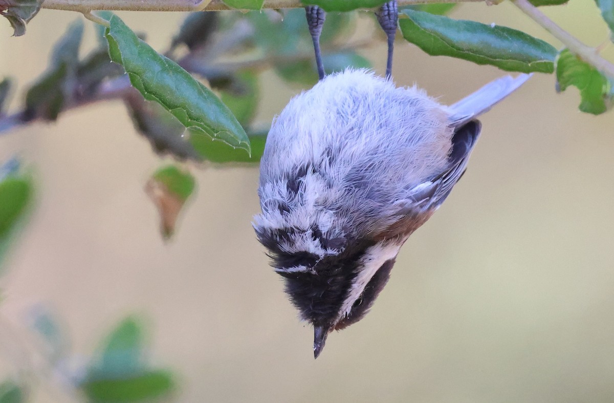 Chestnut-backed Chickadee - ML638329602