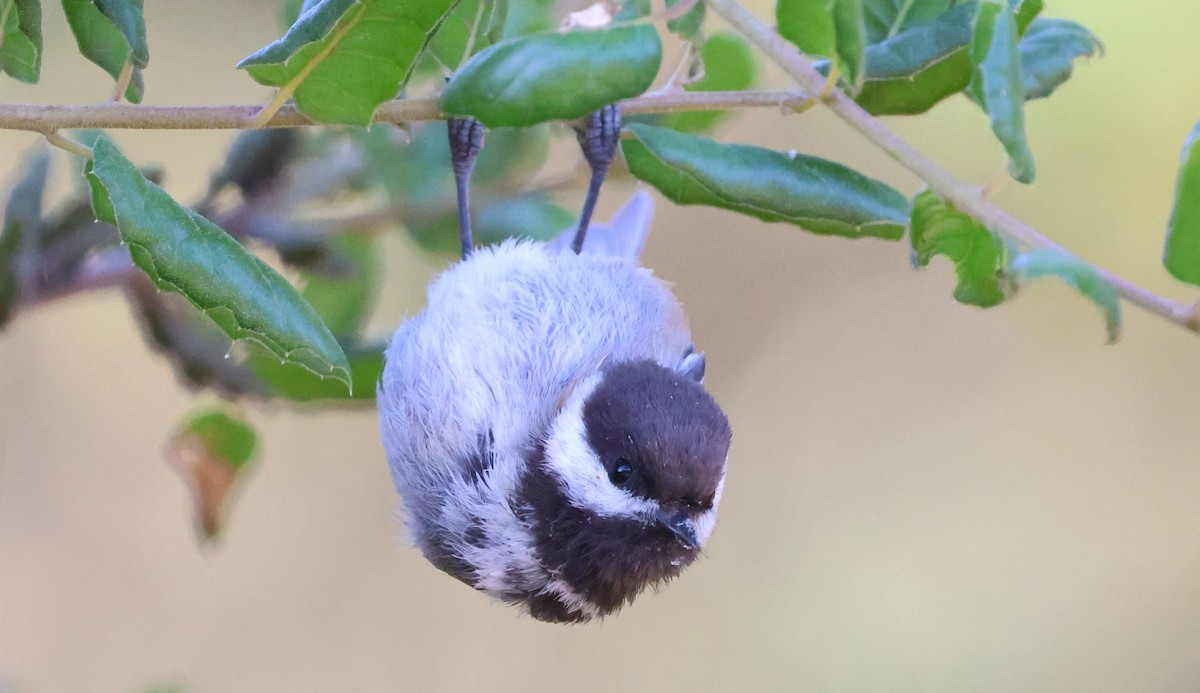 Chestnut-backed Chickadee - ML638329603