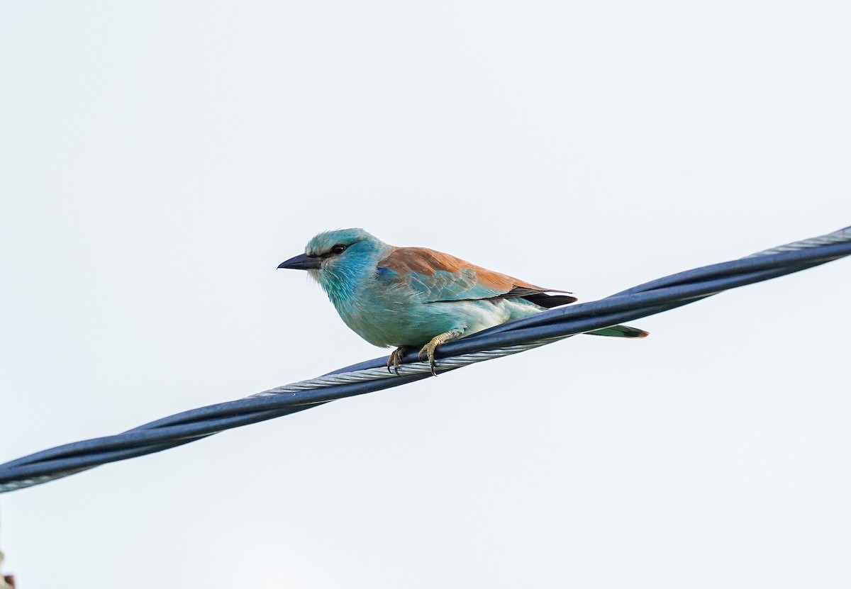 European Roller - ML638329607