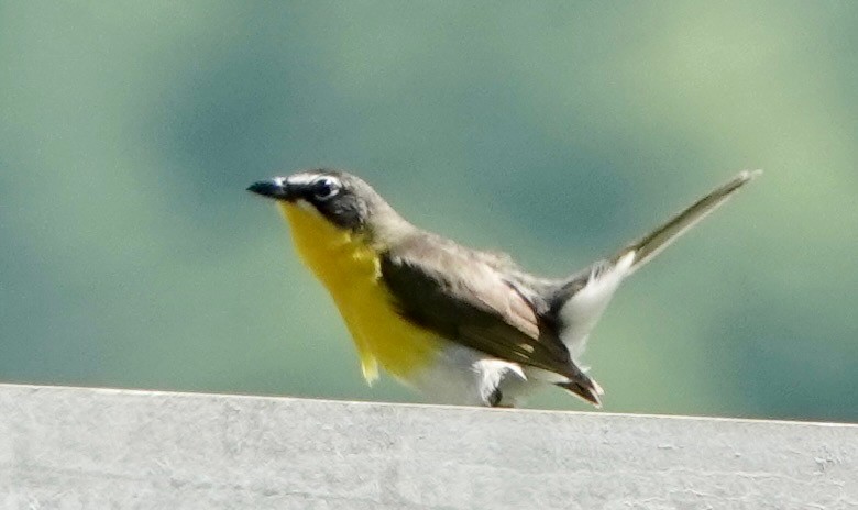 gulbrystparula - ML638329608