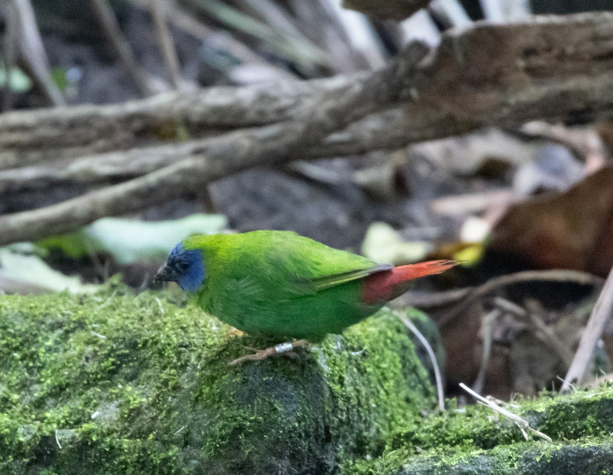 Varied Lorikeet - ML638329620