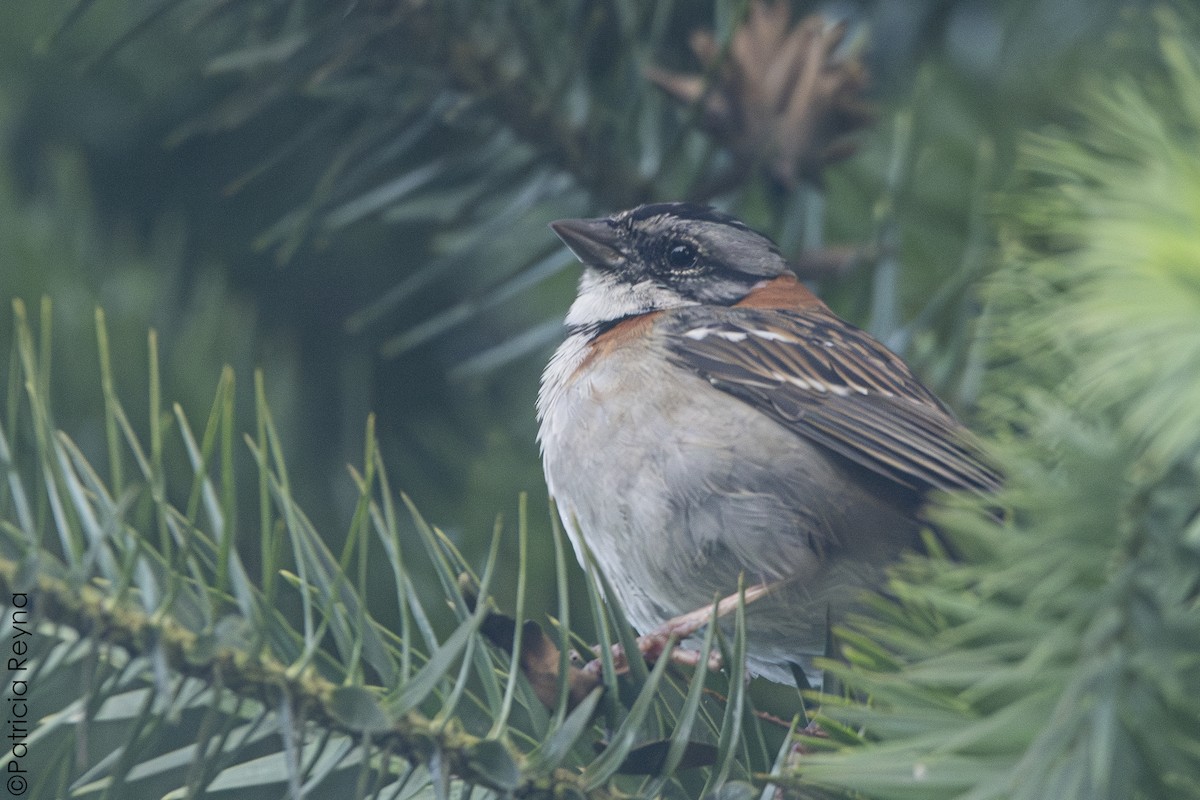 Rufous-collared Sparrow - ML638329627