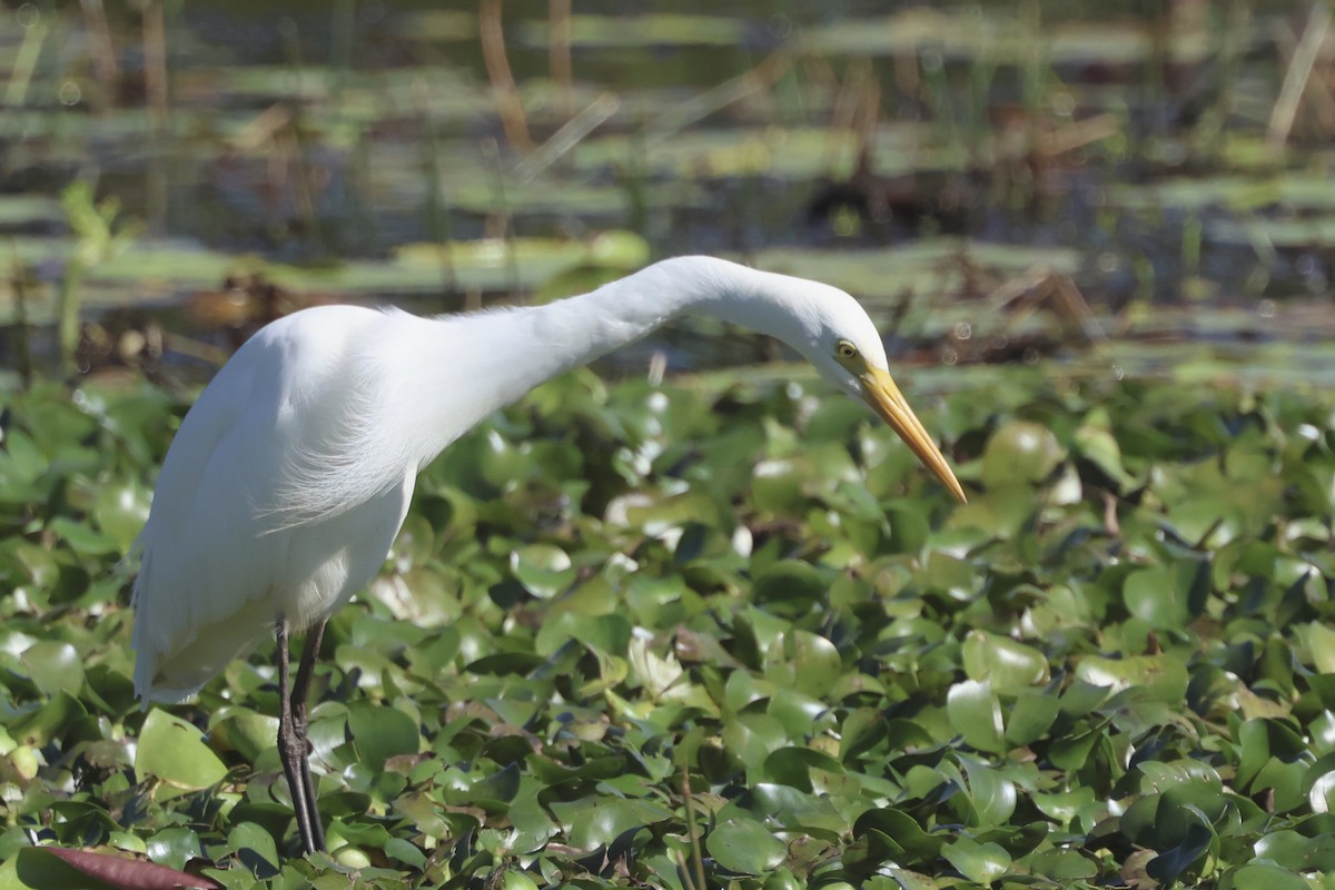 Plumed Egret - ML638329631