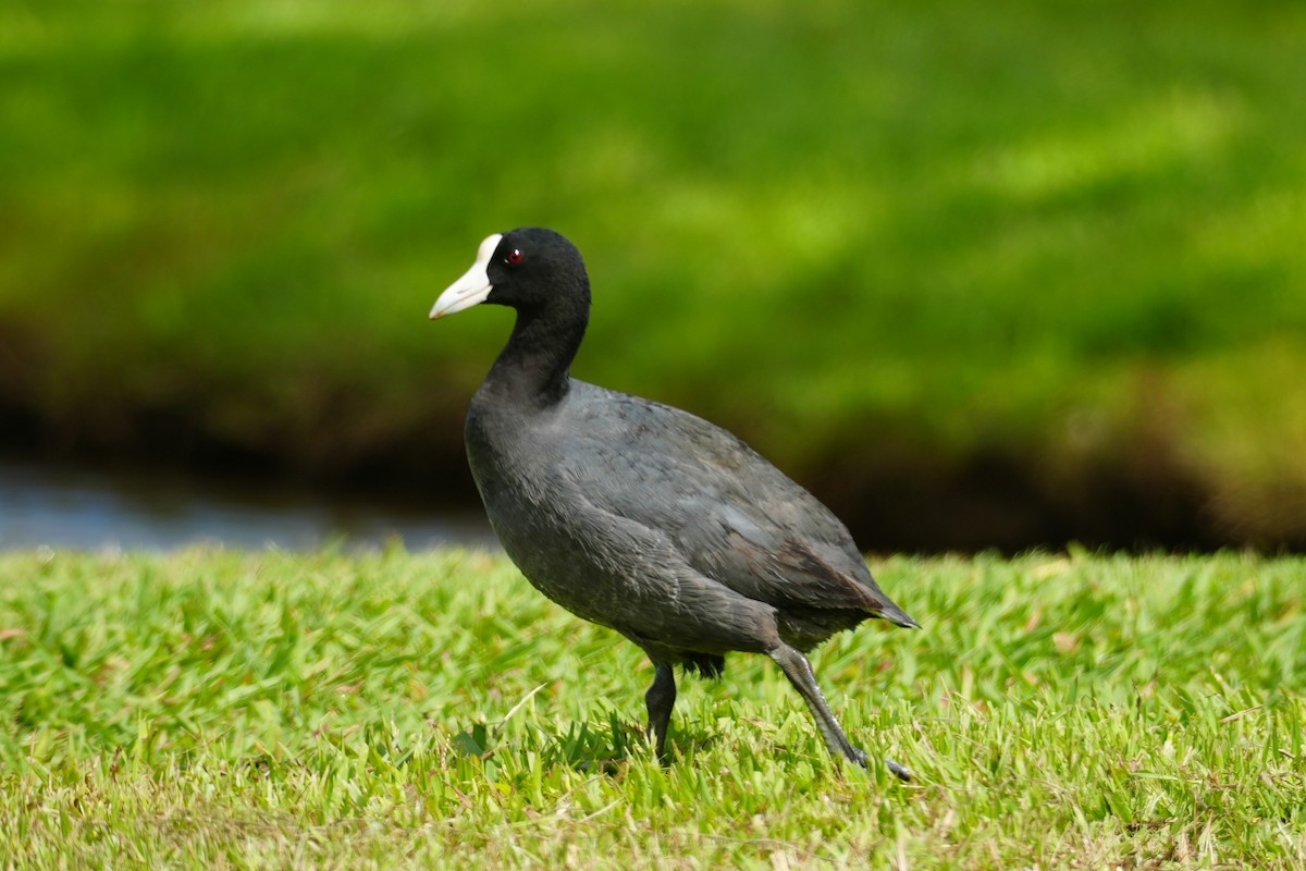 Hawaiian Coot - ML638329636