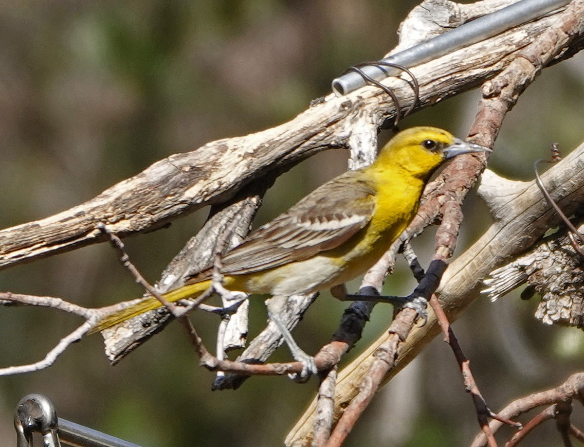 Bullock's Oriole - ML638329640