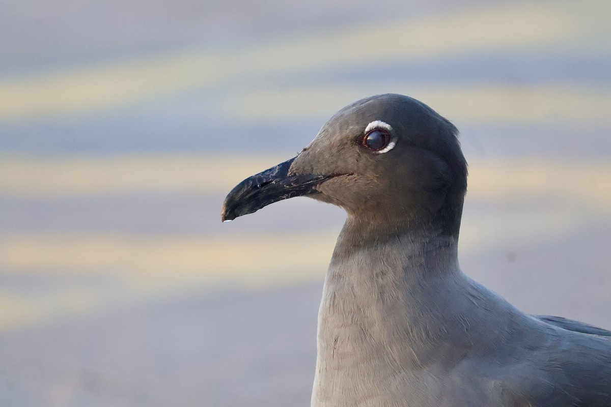 Lava Gull - ML638329641