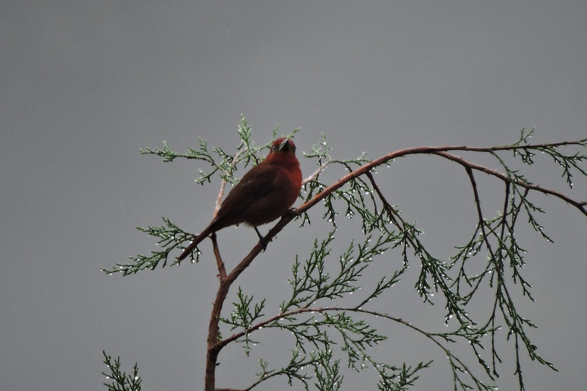 Hepatic Tanager - ML638329642