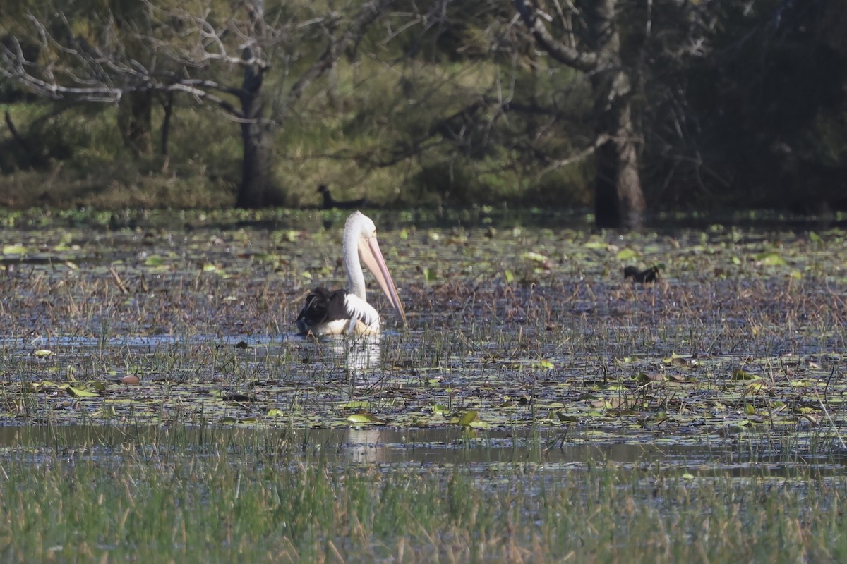 Australian Pelican - ML638329644