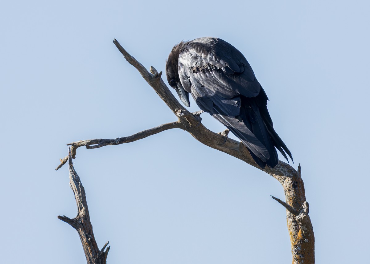 Common Raven - ML638329645