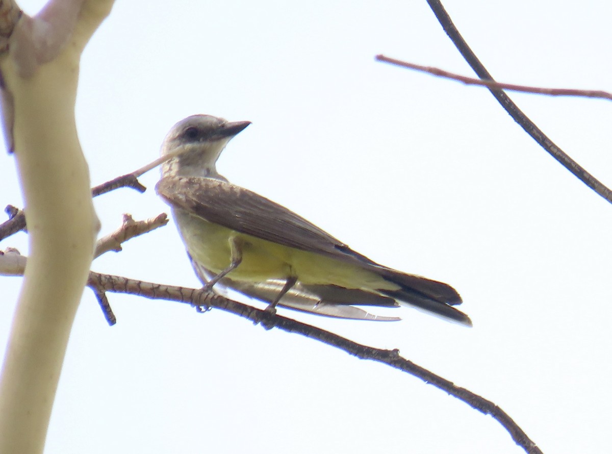 Western Kingbird - ML638329646