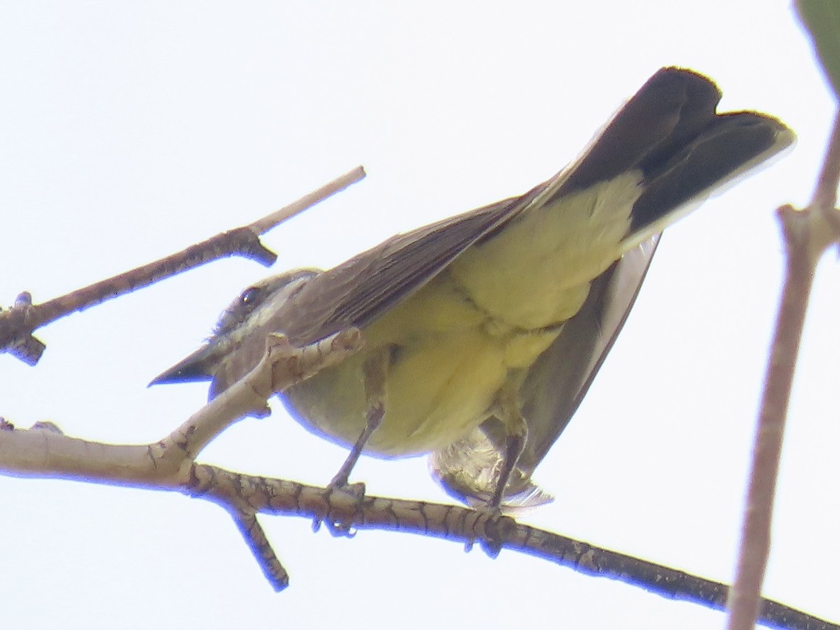 Western Kingbird - ML638329647
