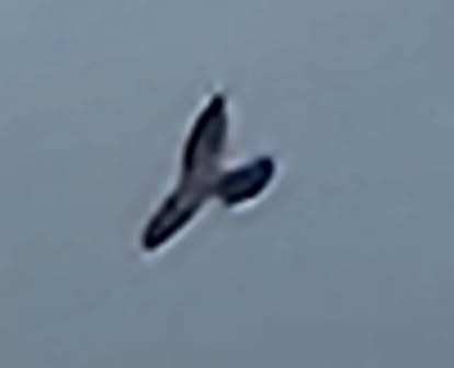 Mississippi Kite - ML638329649