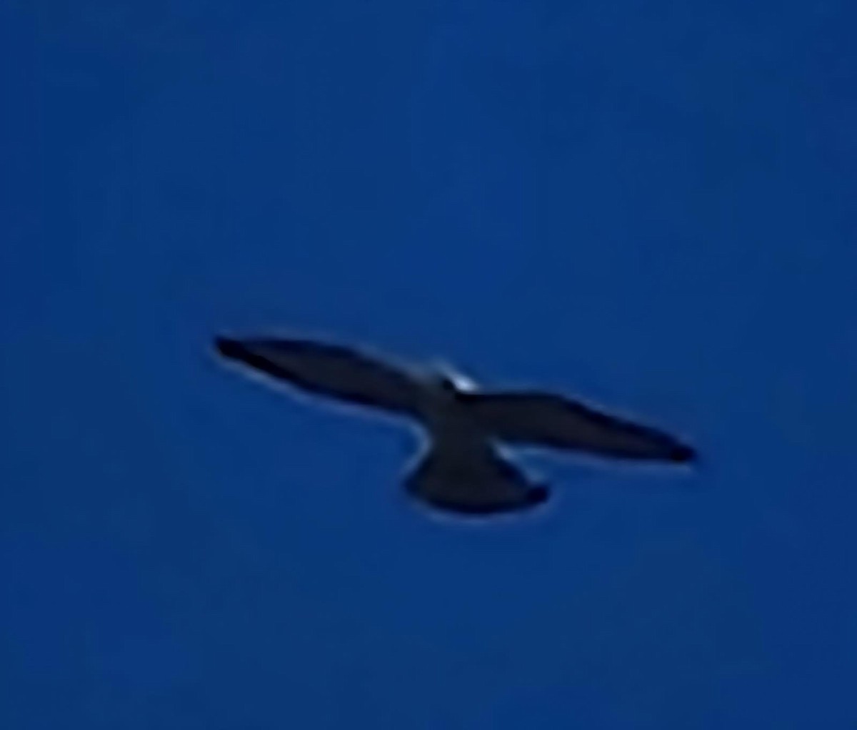 Mississippi Kite - ML638329650