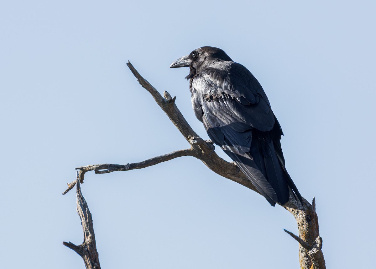 Common Raven - ML638329652