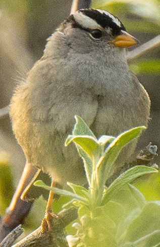 White-crowned Sparrow - ML638329653