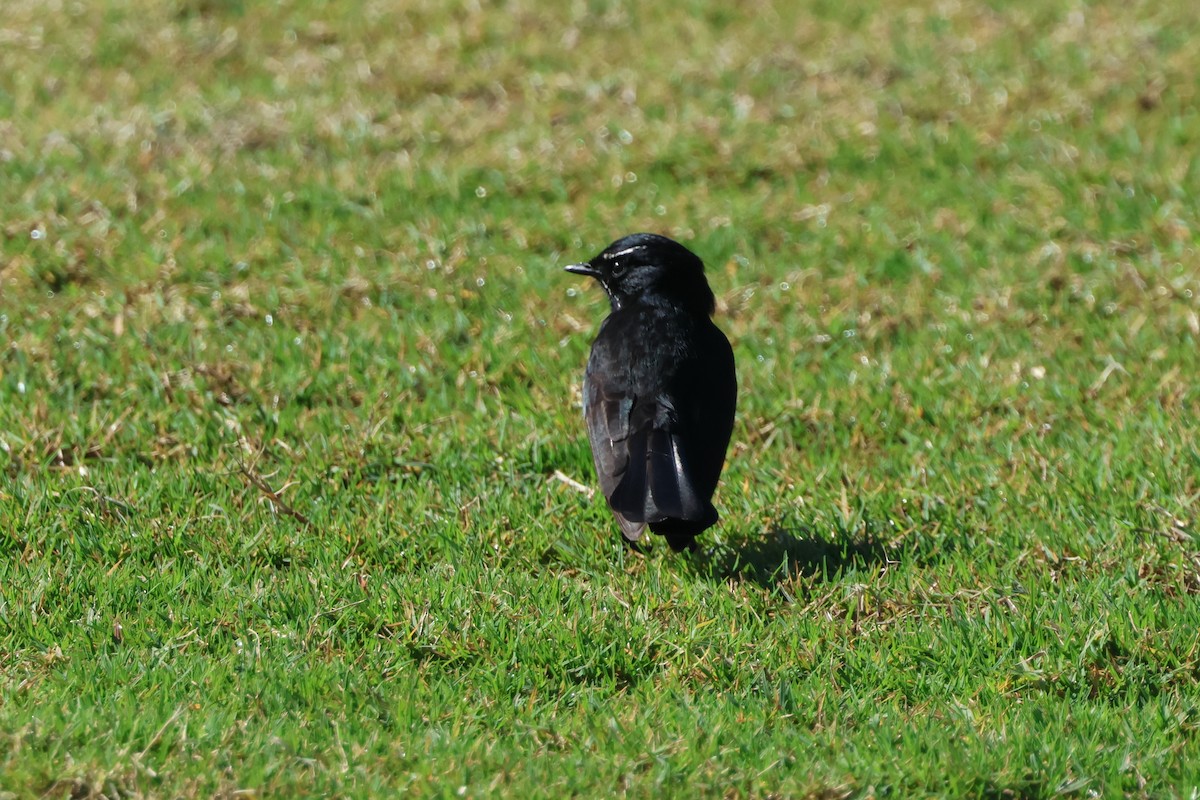 Willie-wagtail - ML638329656