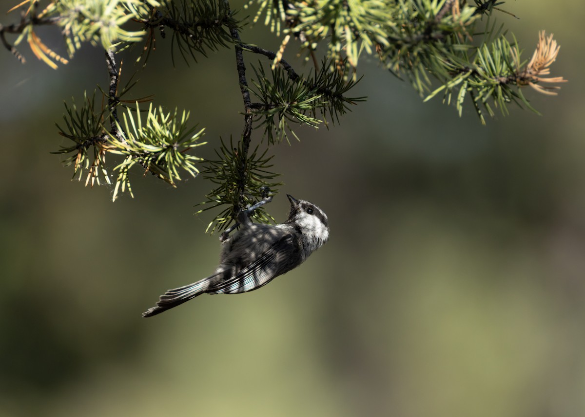 Mountain Chickadee - ML638329660