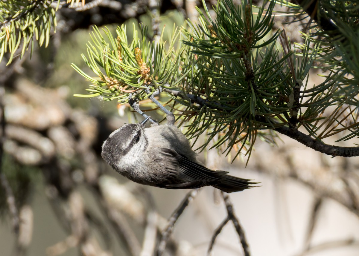 Mountain Chickadee - ML638329661