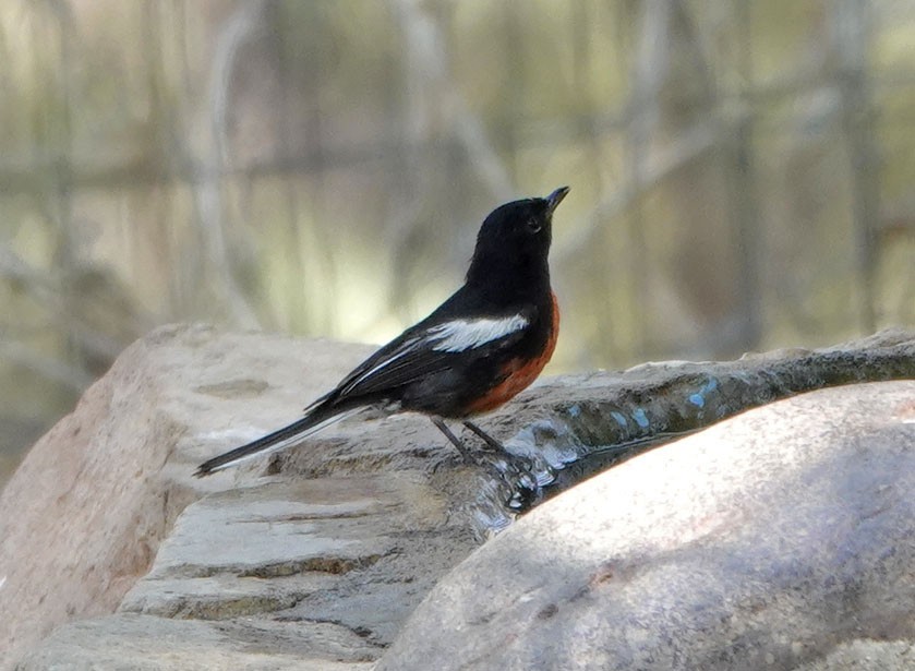 Painted Redstart - ML638329662