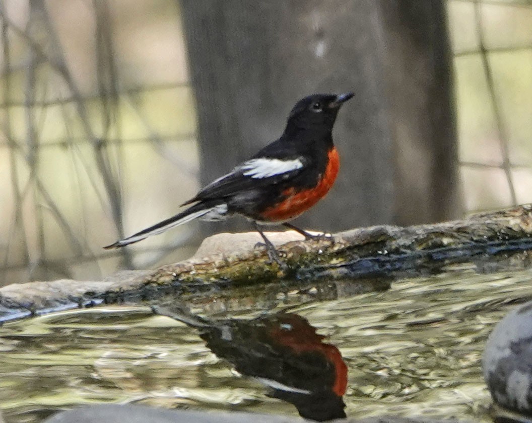Painted Redstart - ML638329663