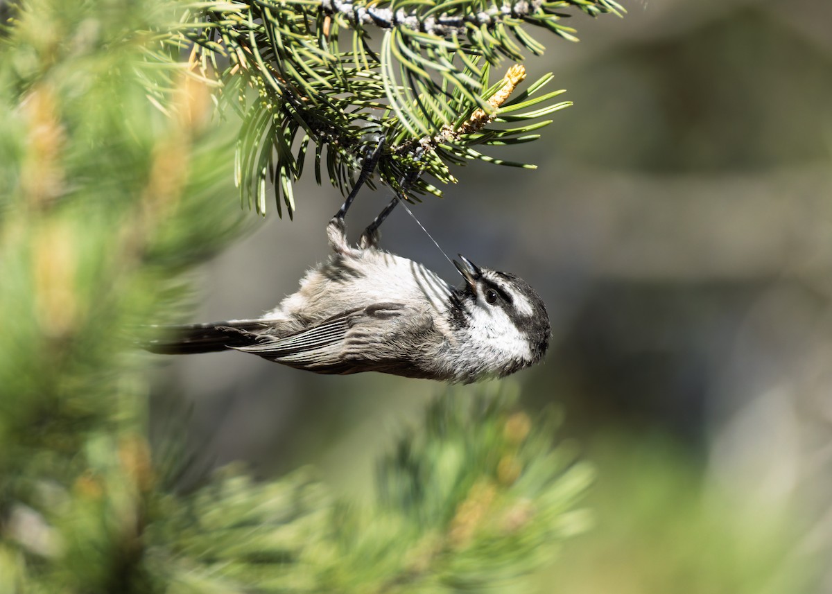 Mountain Chickadee - ML638329665
