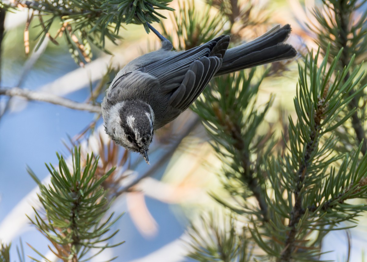 Mountain Chickadee - ML638329668