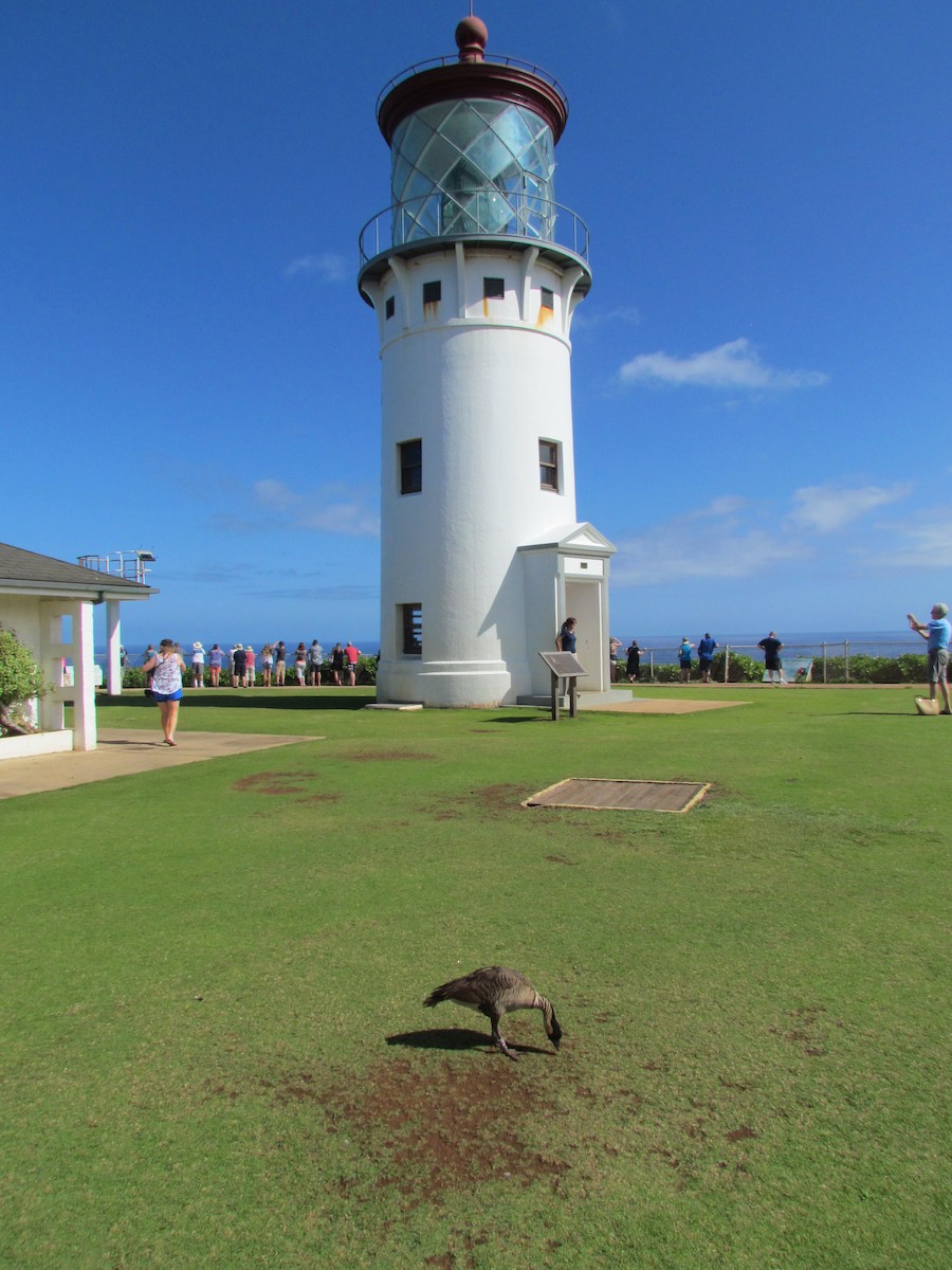 Hawaiian Goose - ML638329669