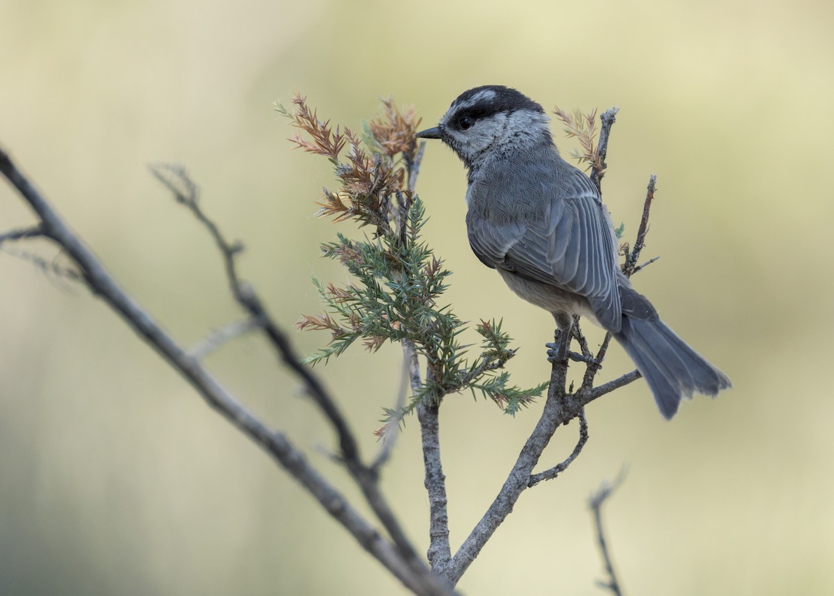 Mountain Chickadee - ML638329670