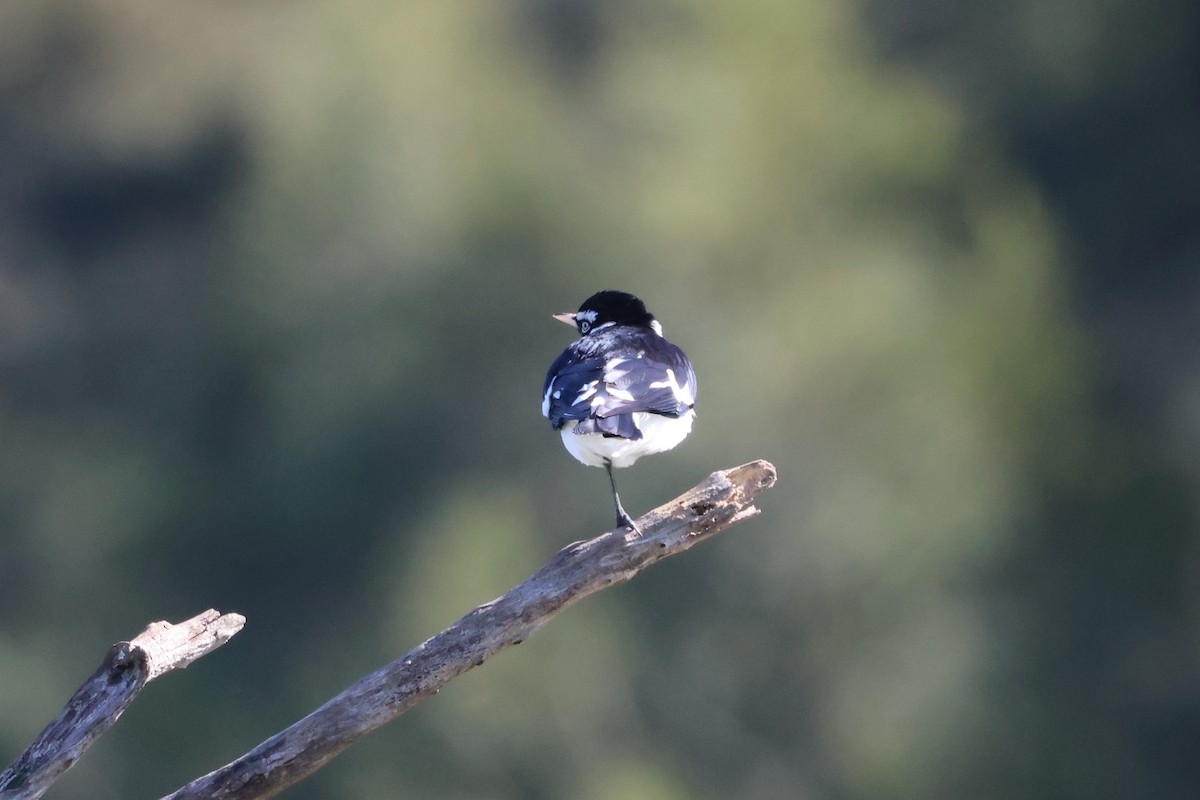 Magpie-lark - ML638329674