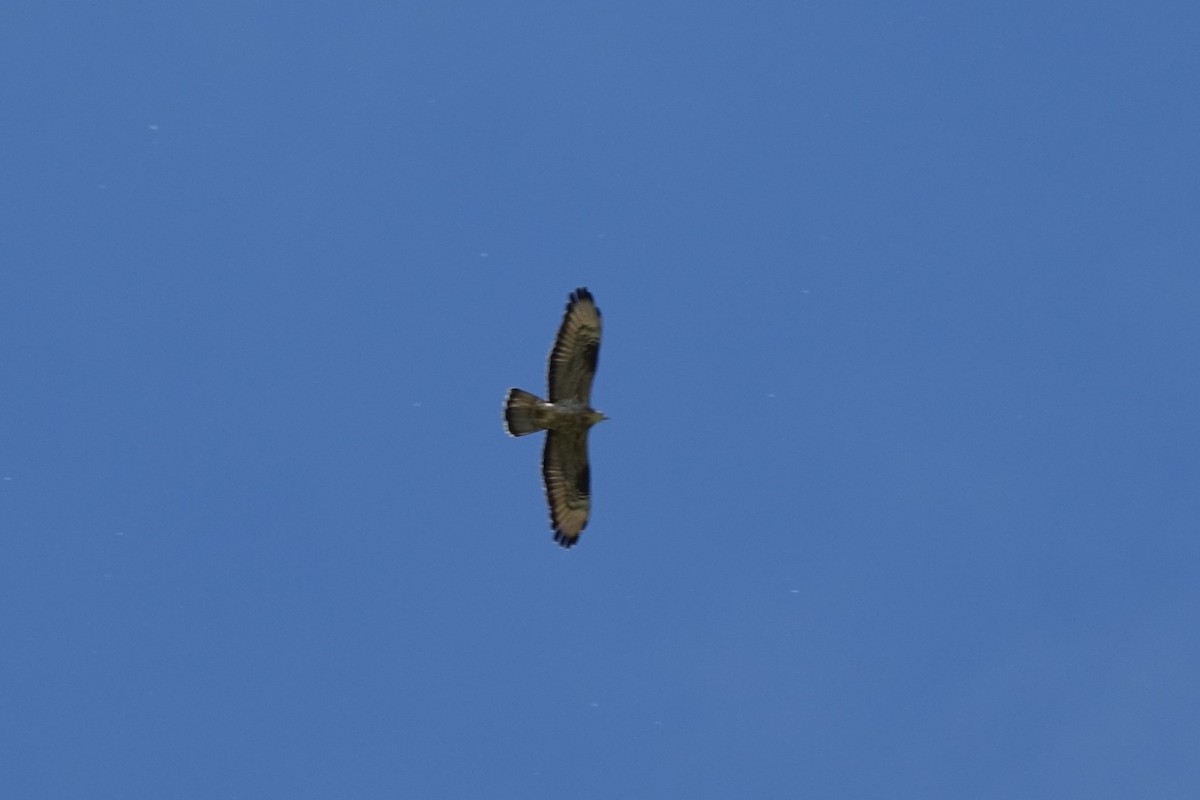 European Honey-buzzard - ML638329691