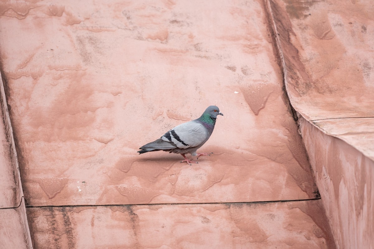 Pigeon biset - ML638329694