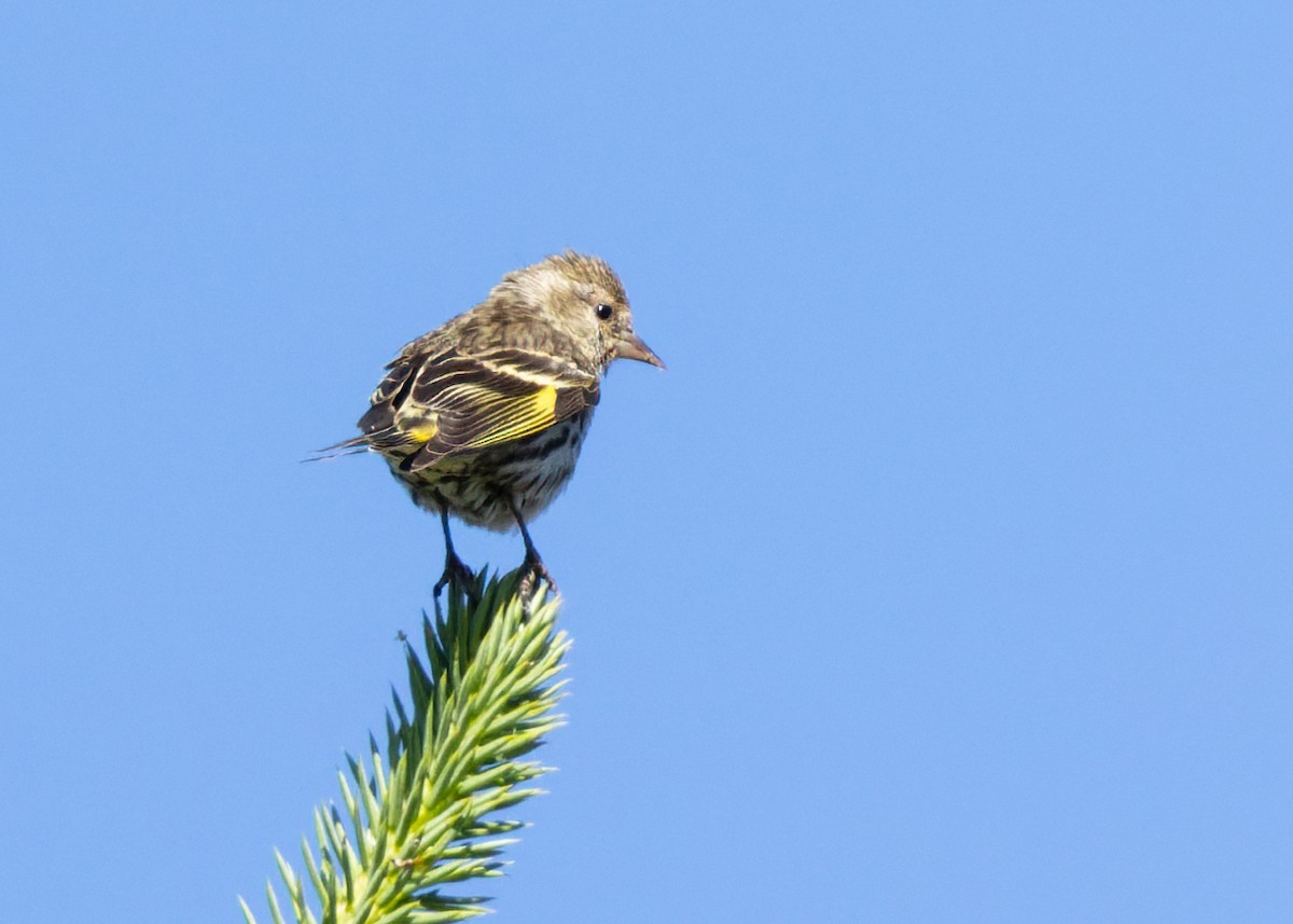 Pine Siskin - ML638329713