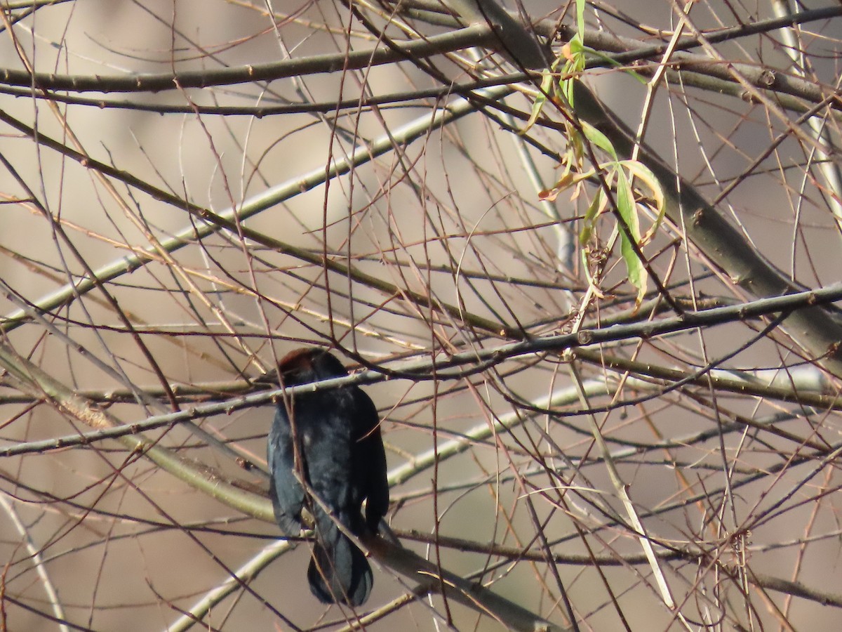 Variable Oriole - ML638329716