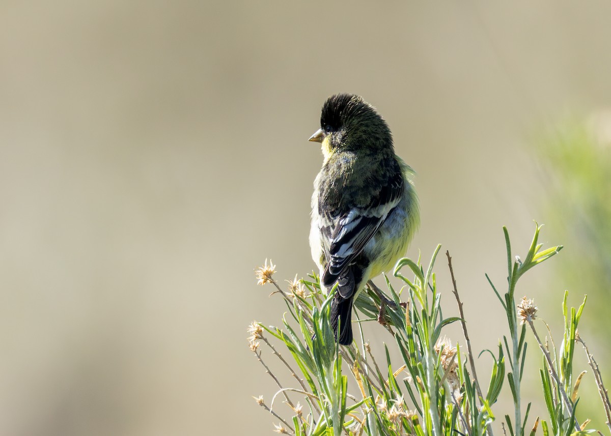 Lesser Goldfinch - ML638329722