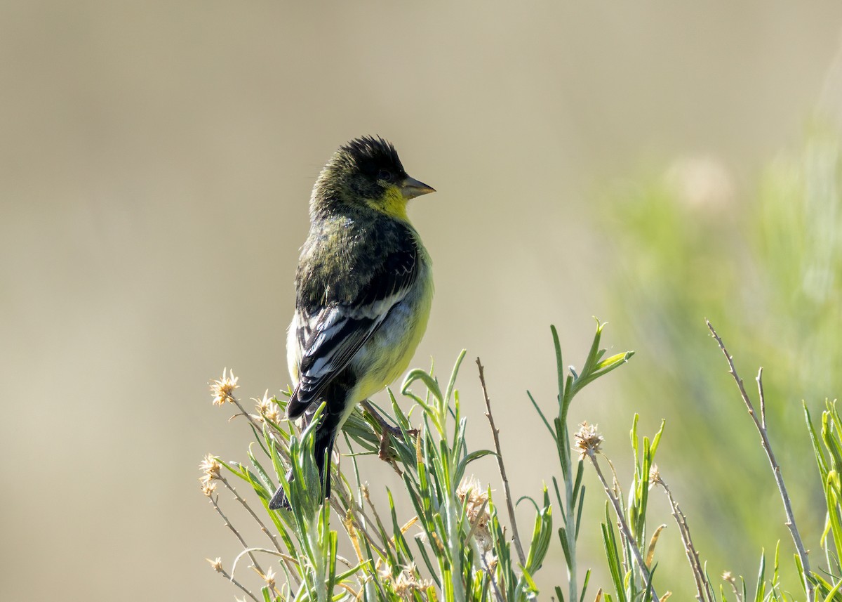 Lesser Goldfinch - ML638329723