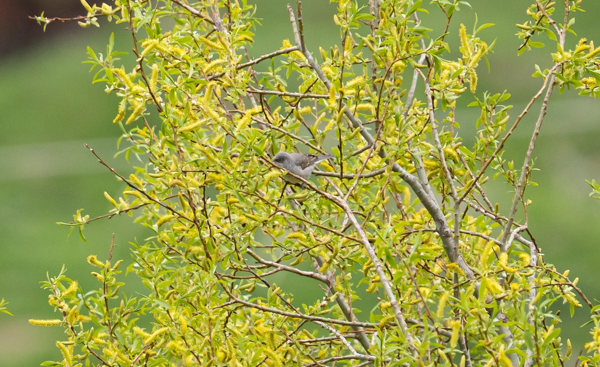 Barred Warbler - ML638329729
