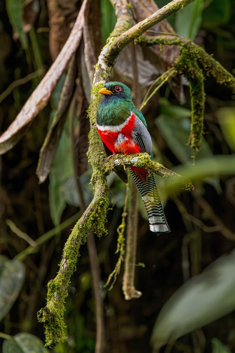 Collared Trogon - ML638329730