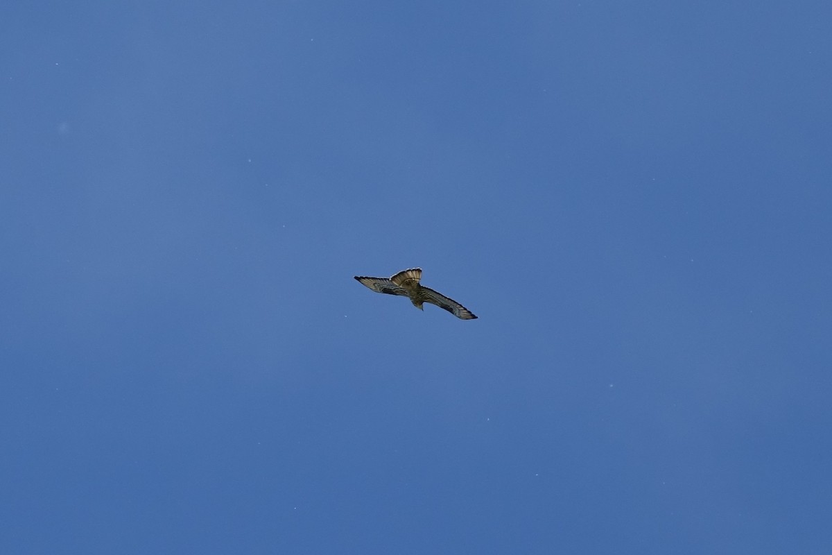 European Honey-buzzard - ML638329737