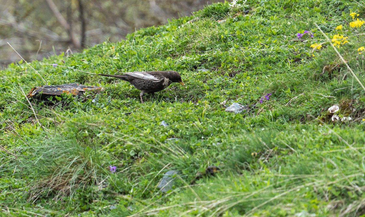 Ring Ouzel - ML638329739