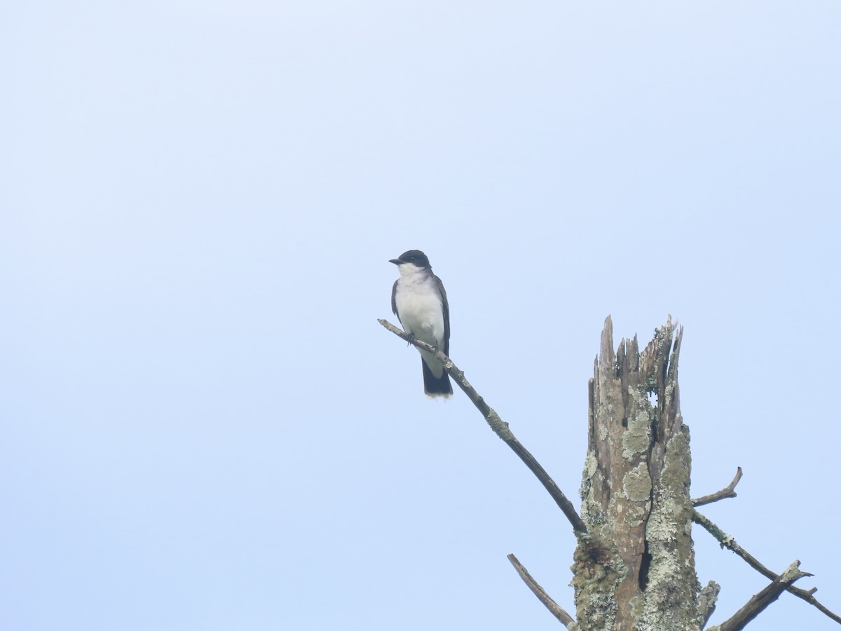 Eastern Kingbird - ML638329743