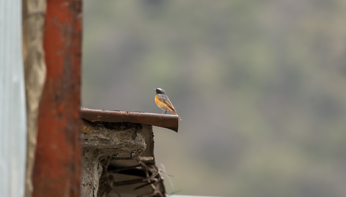 Common Redstart (Ehrenberg's) - ML638329744