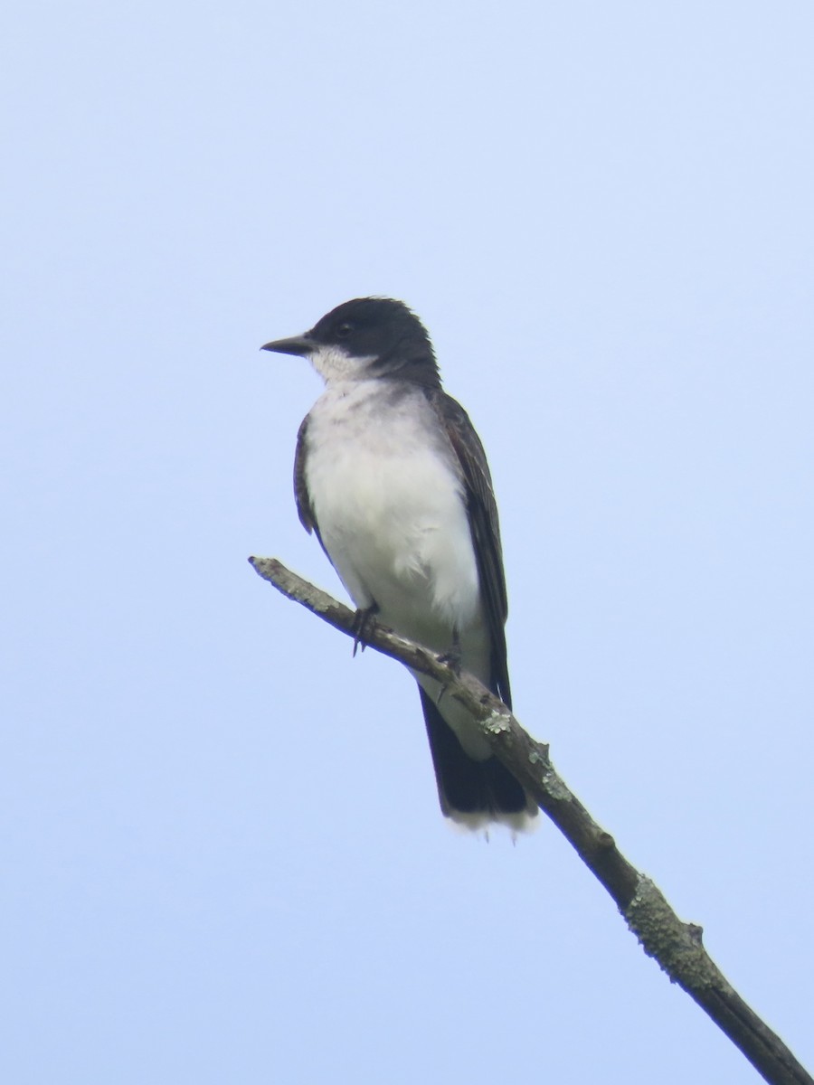 Eastern Kingbird - ML638329749