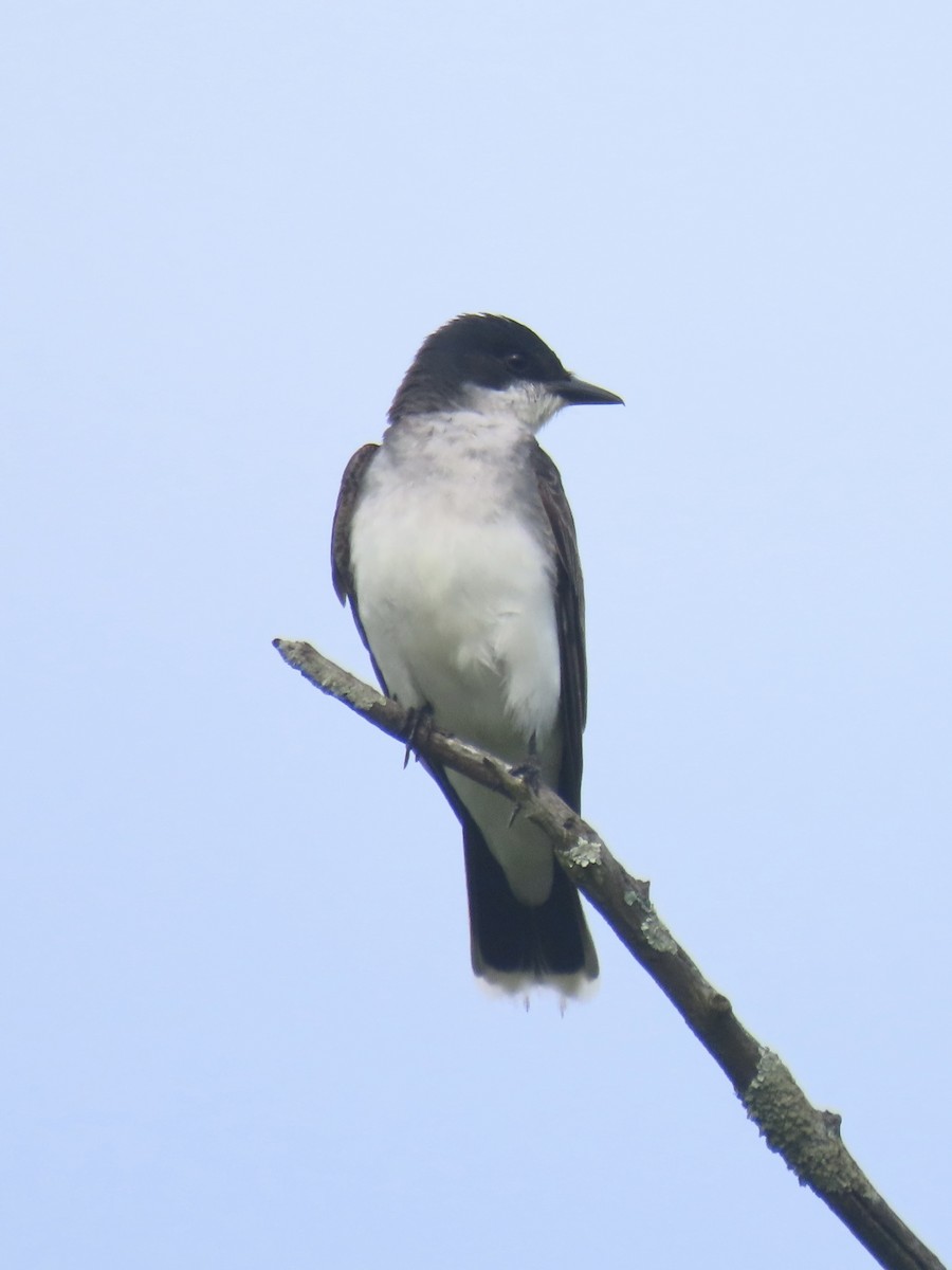 Eastern Kingbird - ML638329750