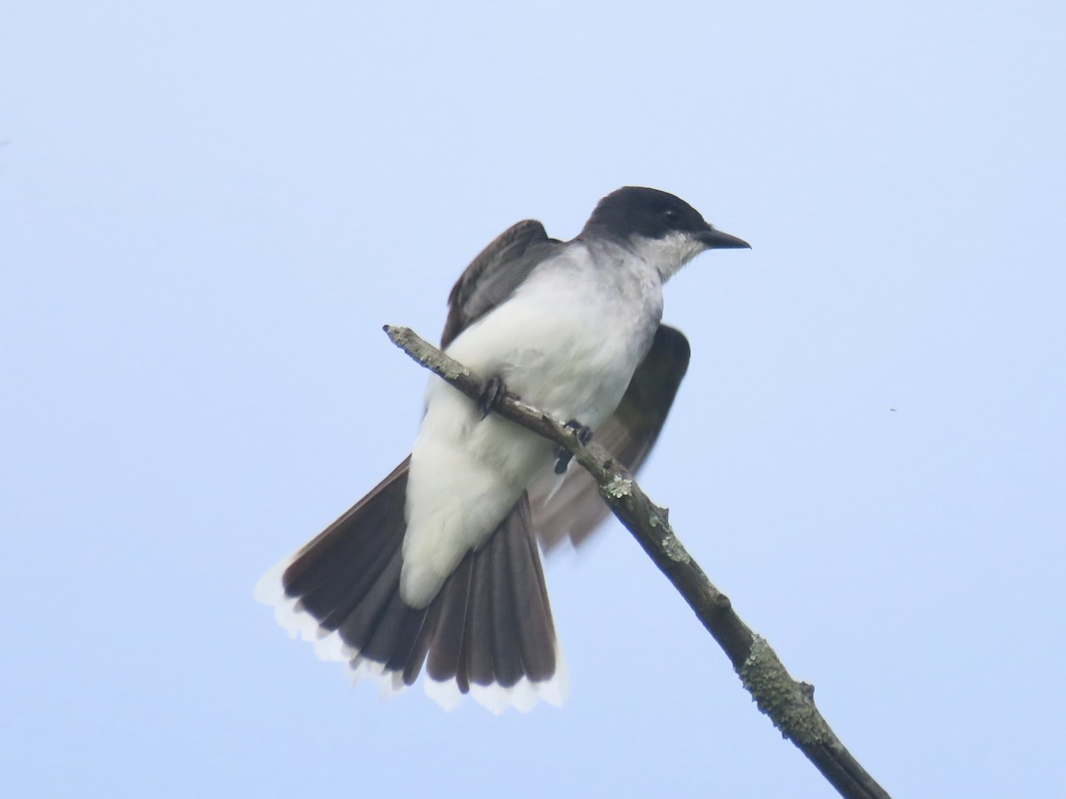 Eastern Kingbird - ML638329751