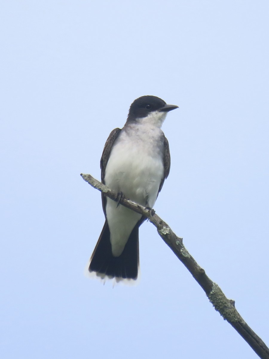 Eastern Kingbird - ML638329753